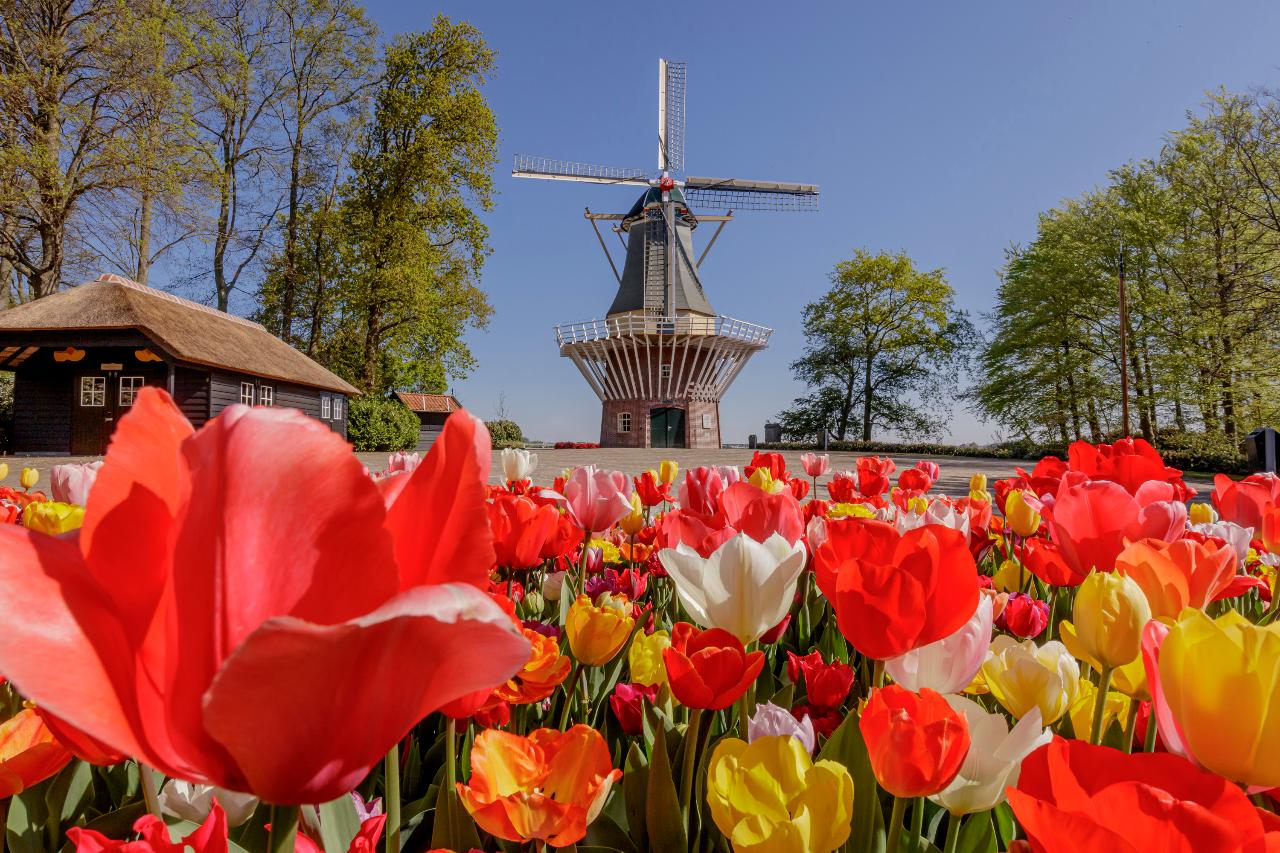 Keukenhof Gardens & The Hague - Tue 22nd April 2025