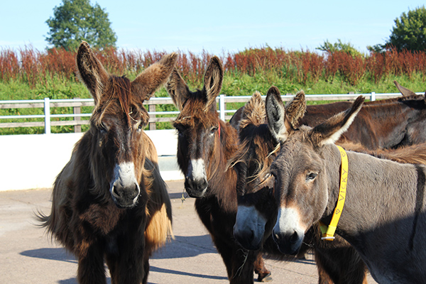 Sidmouth & The Donkey Sanctuary - Mon 22nd April 2024