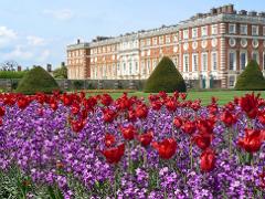 Hampton Court Palace Tulip Festival - Wed 24th April 2024