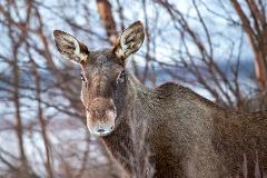 Moose Spotting
