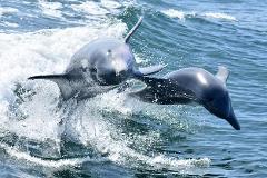 Mandurah Bucket List Bus Tour - Dolphins, Giants, Sunsets and Stars