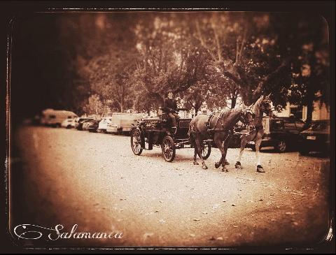 Salamanca Horse Carriage Ride Tasmania Australia