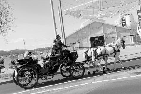 Salamanca Horse Carriage Ride Tasmania Australia