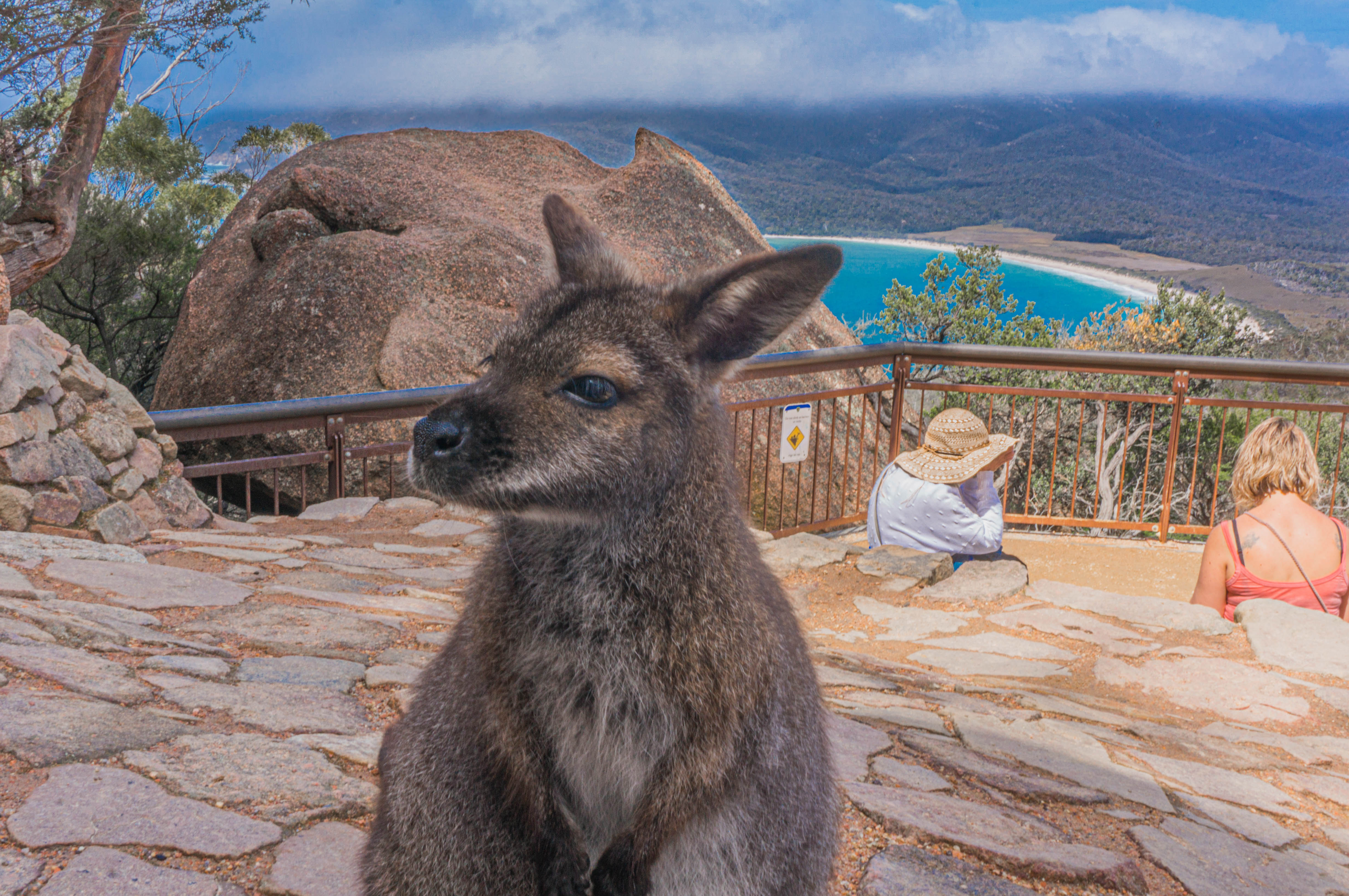 Wineglass Bay - Freycinet NP & Tasmania East Coast Day Tour via Richmond
