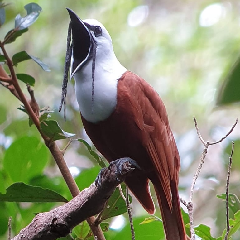 Monteverde Cloud Forest Birding Experience