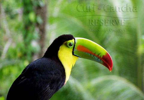 Cloud Forest Nature History Walk Reserva Curi Cancha