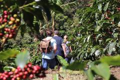 Authentic Costa Rican Flavors: Coffee, Chocolate & Cane Experience