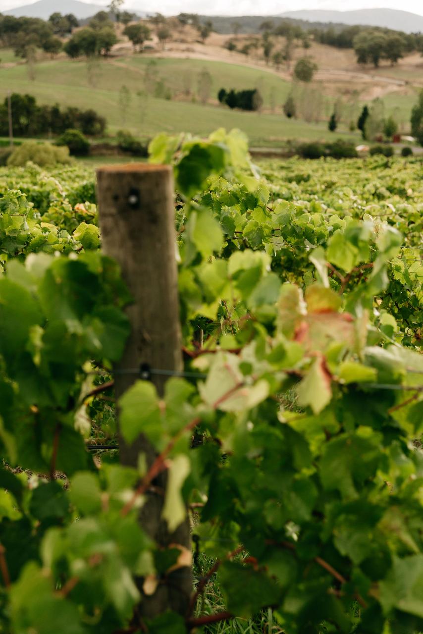Vineyard tour & tasting