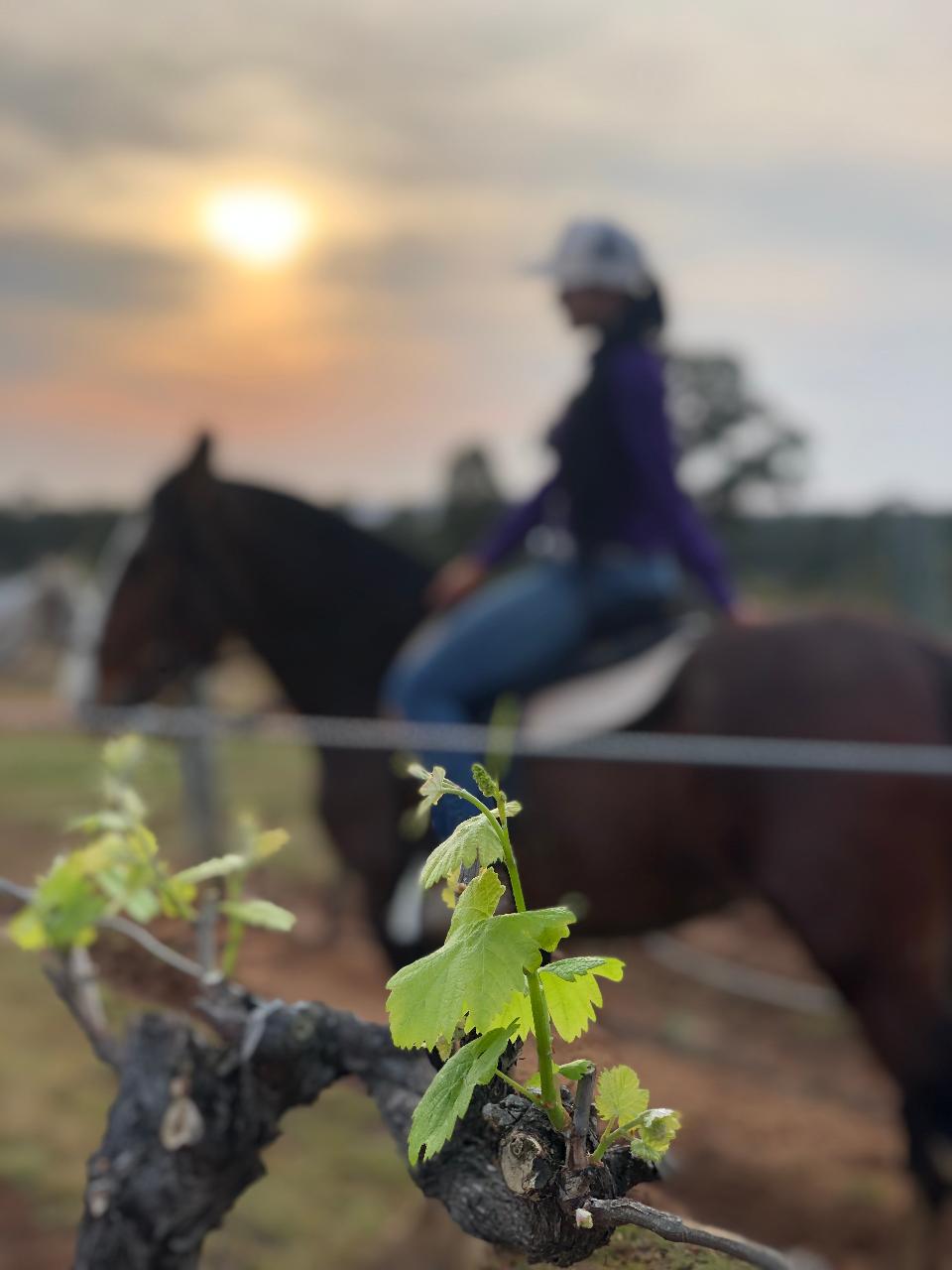 Rise and Shine Group 75minute Early Morning Hunter Valley Horses
