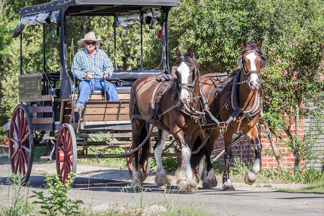 Taste The Valley - FULL DAY Horse Carriage Wine Tour with Lunch