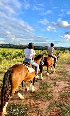 90-minute Horse Ride - Bushland Trail