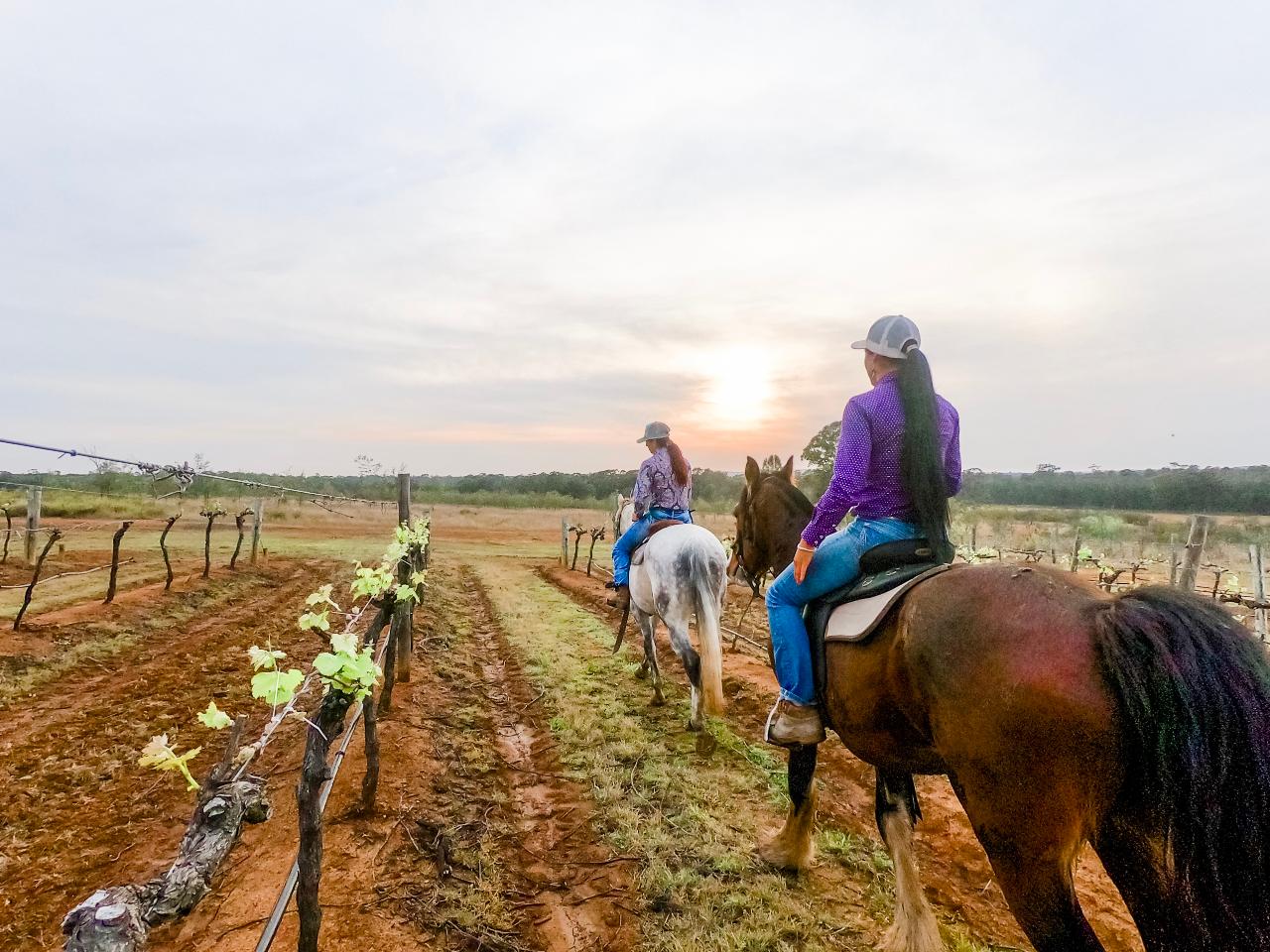 Rise and Shine Group 75minute Early Morning Hunter Valley Horses