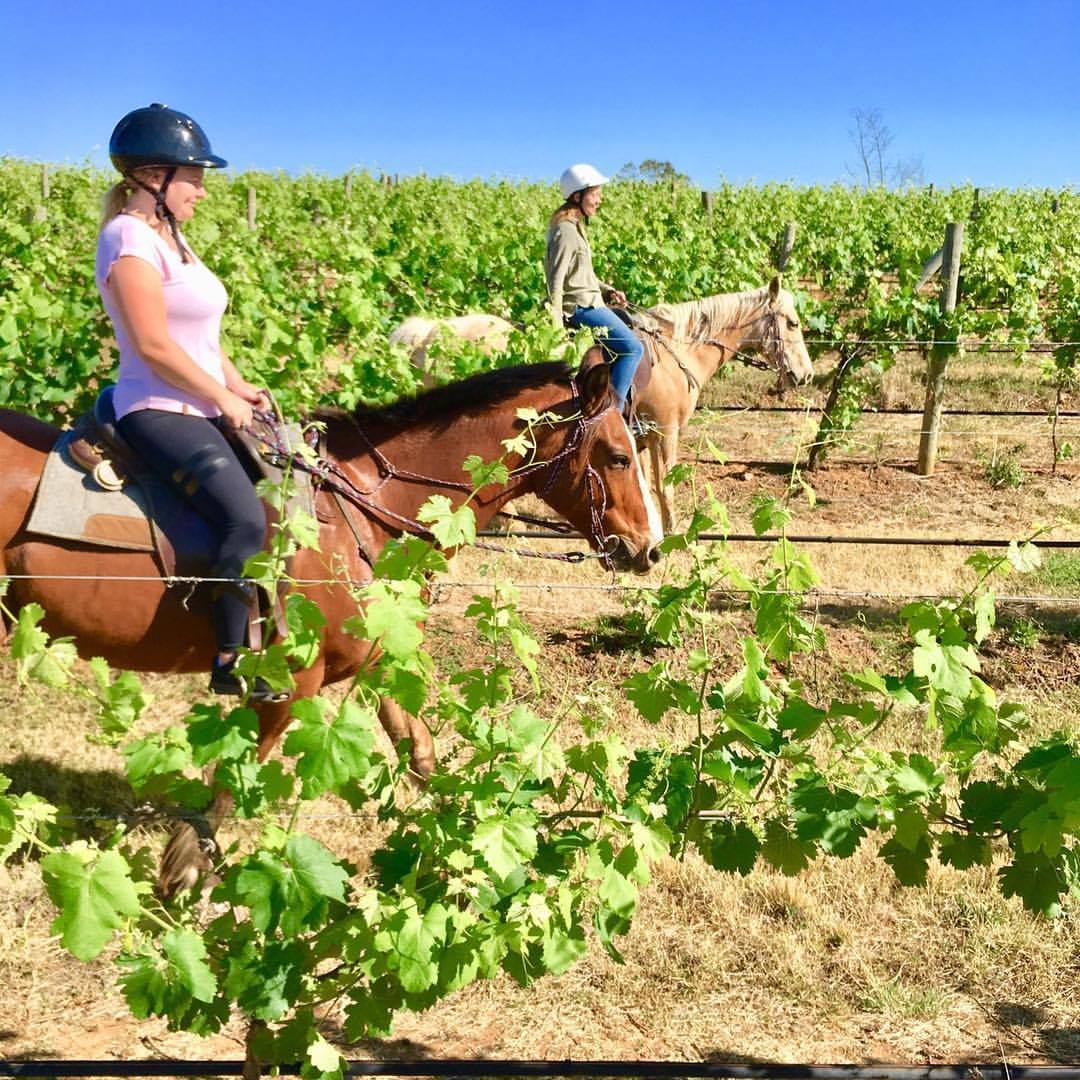 1hour Horse Ride Vineyard Trail Hunter Valley Horses Reservations