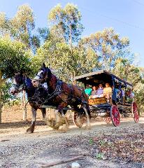 Taste The Valley - FULL DAY Horse Carriage Wine Tour with Lunch (minimum 4 people )
