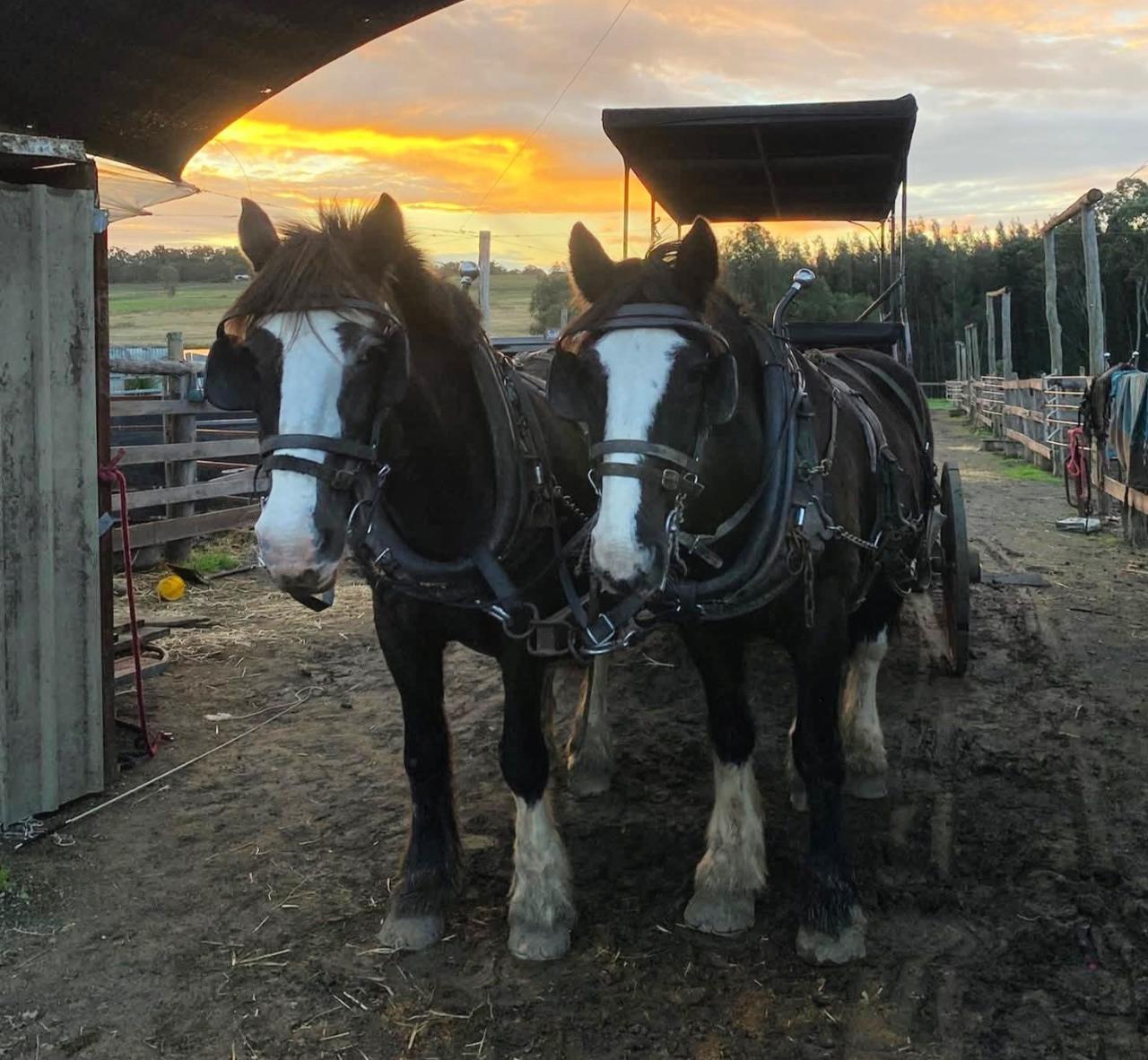 45 - Minute Sunset Horse & Carriage Ride