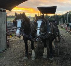45 - Minute Sunset Horse & Carriage Ride