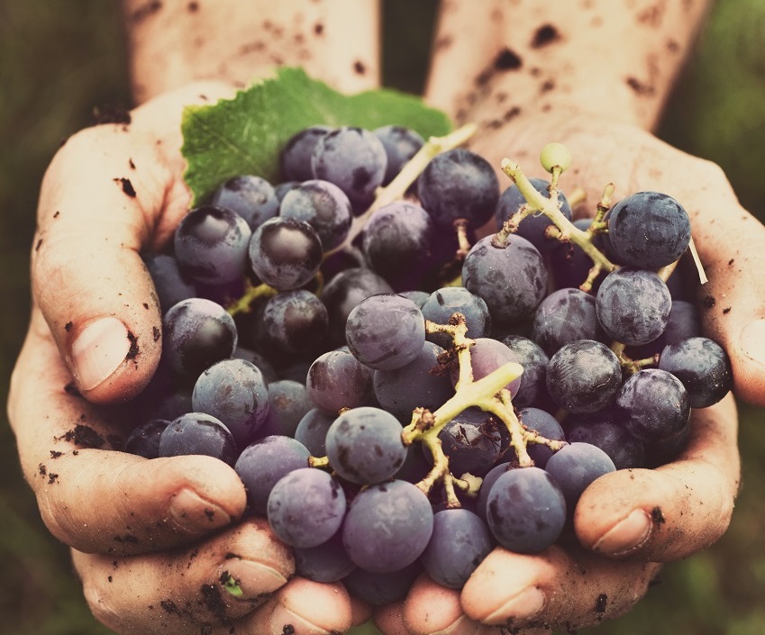 Grand Vin Tasting Experience - 8 Wines