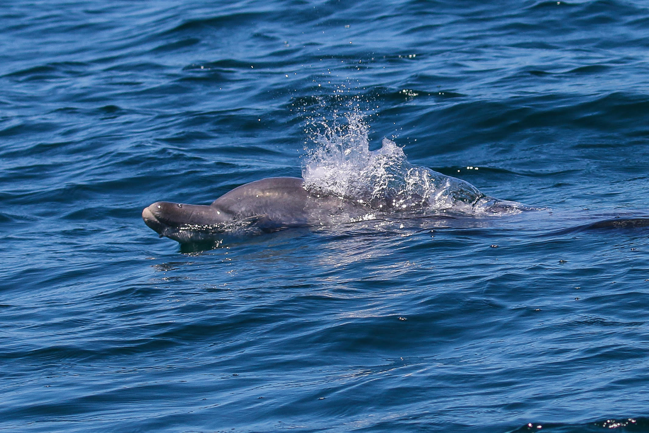 3 Hour Summer Sea Safari (Nov - Apr) around King George Sound