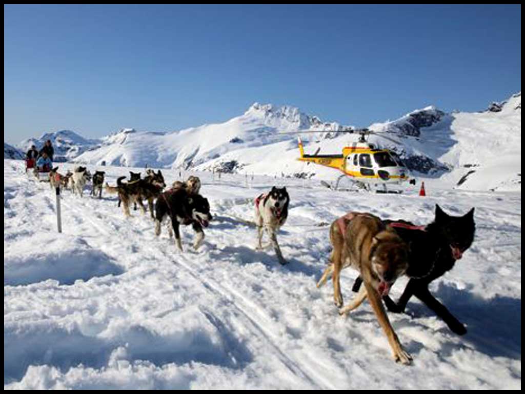 Juneau Helicopter Dogsled