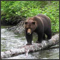 Pack Creek Independent Bear viewing