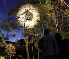 Wollemi Twilight Wildlife Tour