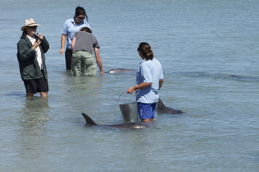 Monkey Mia Dolphin Spectacular Full Day Tour with Pink Lake From Geraldton