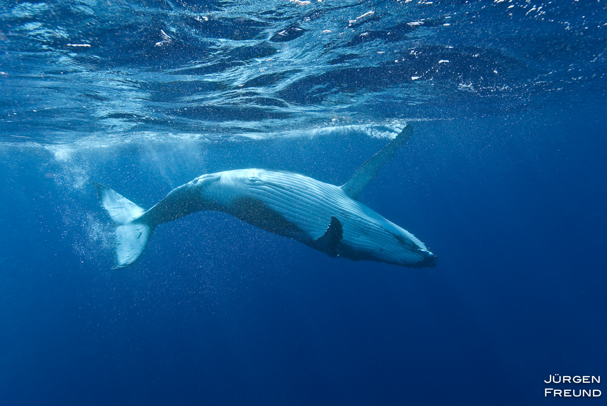 Tonga Whale Photography with the Freunds