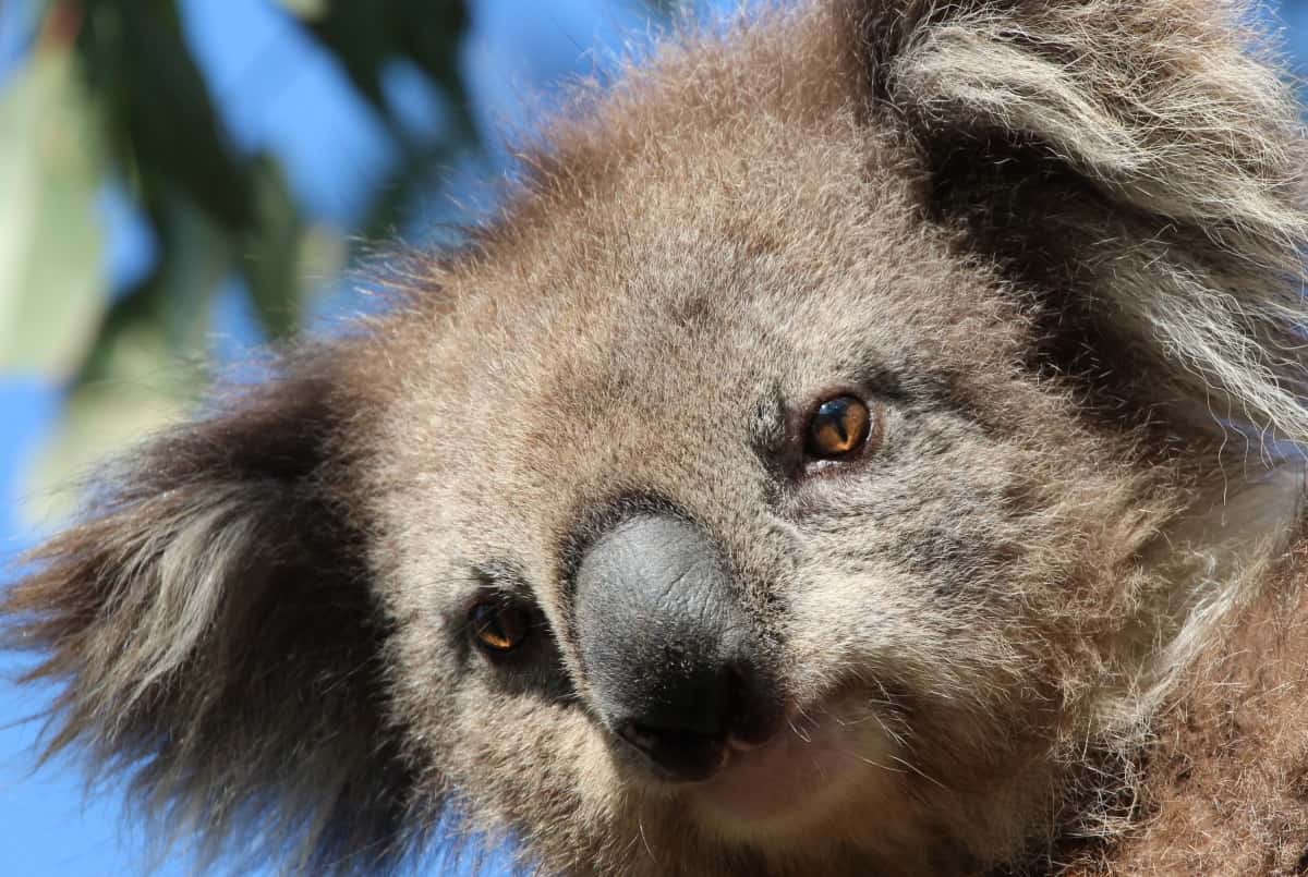 Great Ocean Road Wildlife Tour