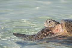 Heron Island: Nature's Wonderland - Short Break
