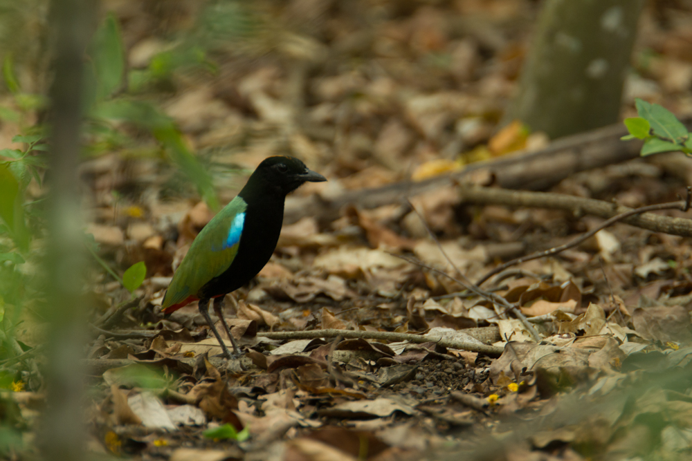 5 Day Kakadu Nature's Way - Birding Darwin, Kakadu and Litchfield