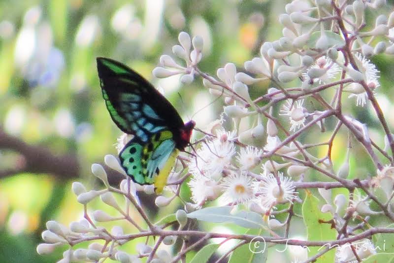 Illawarra Birders Cape York Trip