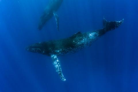 Ethical and Expert Led Tonga Whale Swims