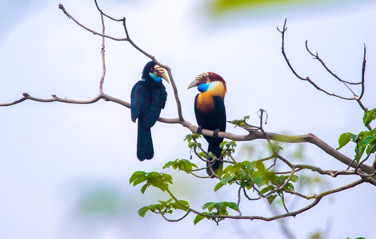 Flores Birding Discovery EXPERT LED TOUR