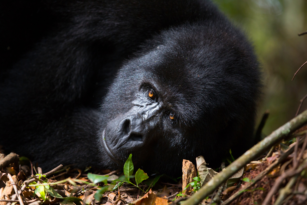 PRIMATES IN THE PEARL OF AFRICA - GROUP DISCOVERY TOUR, GORILLAS, CHIMPANZEES