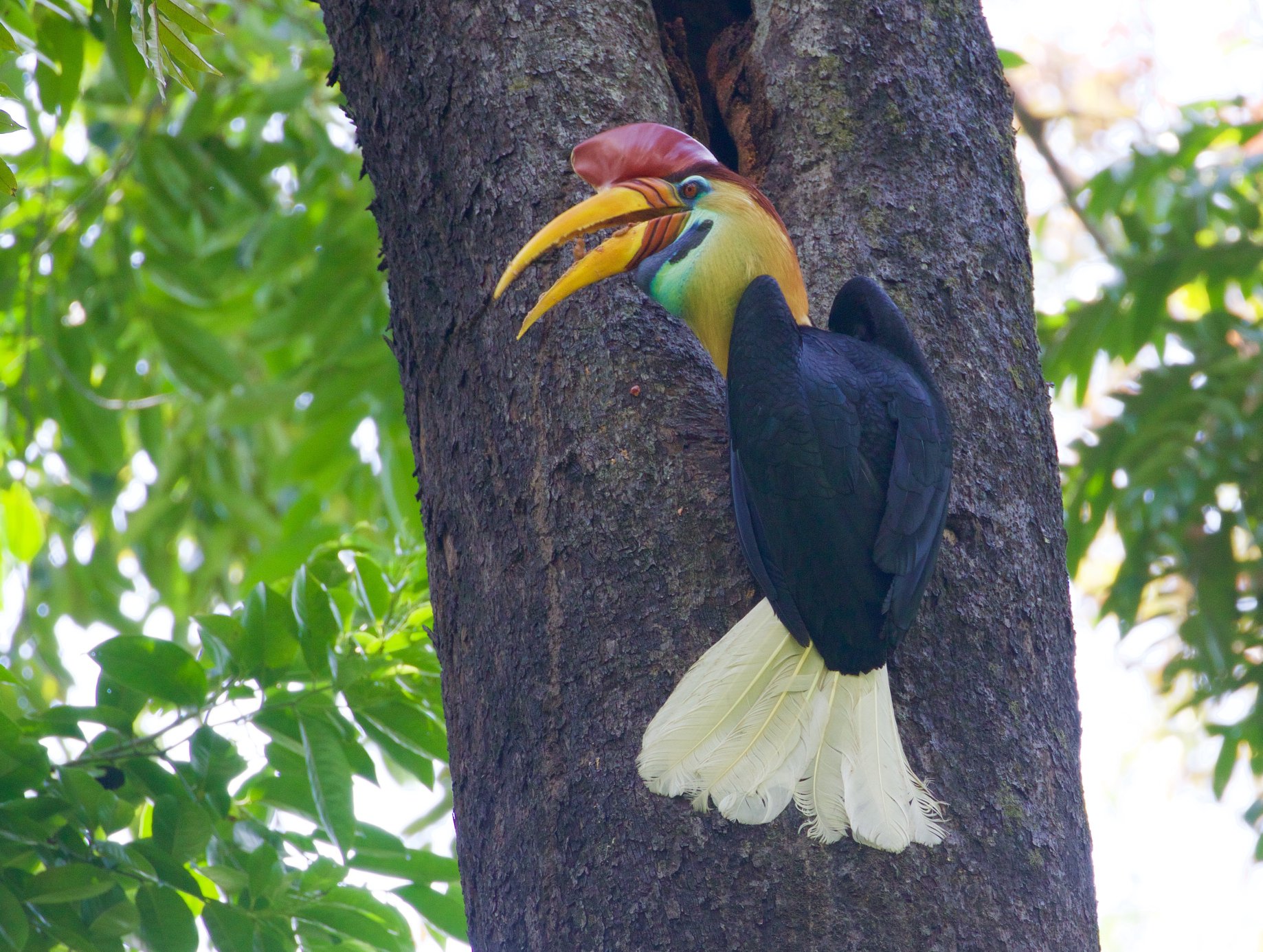birding-sulawesi-halmahera-indonesia-s-mini-madagascar-expert-led-tour