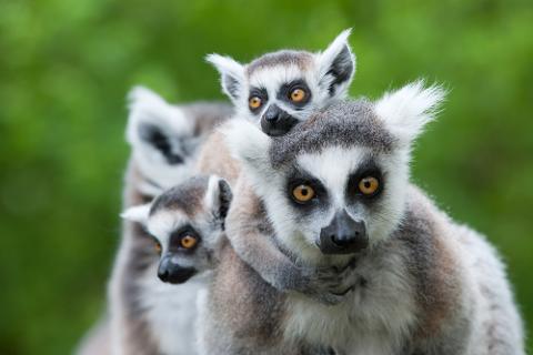 The Soul and Spirits of Madagascar
