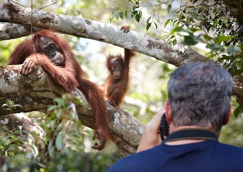 Tanjung Puting Orangutan Experience