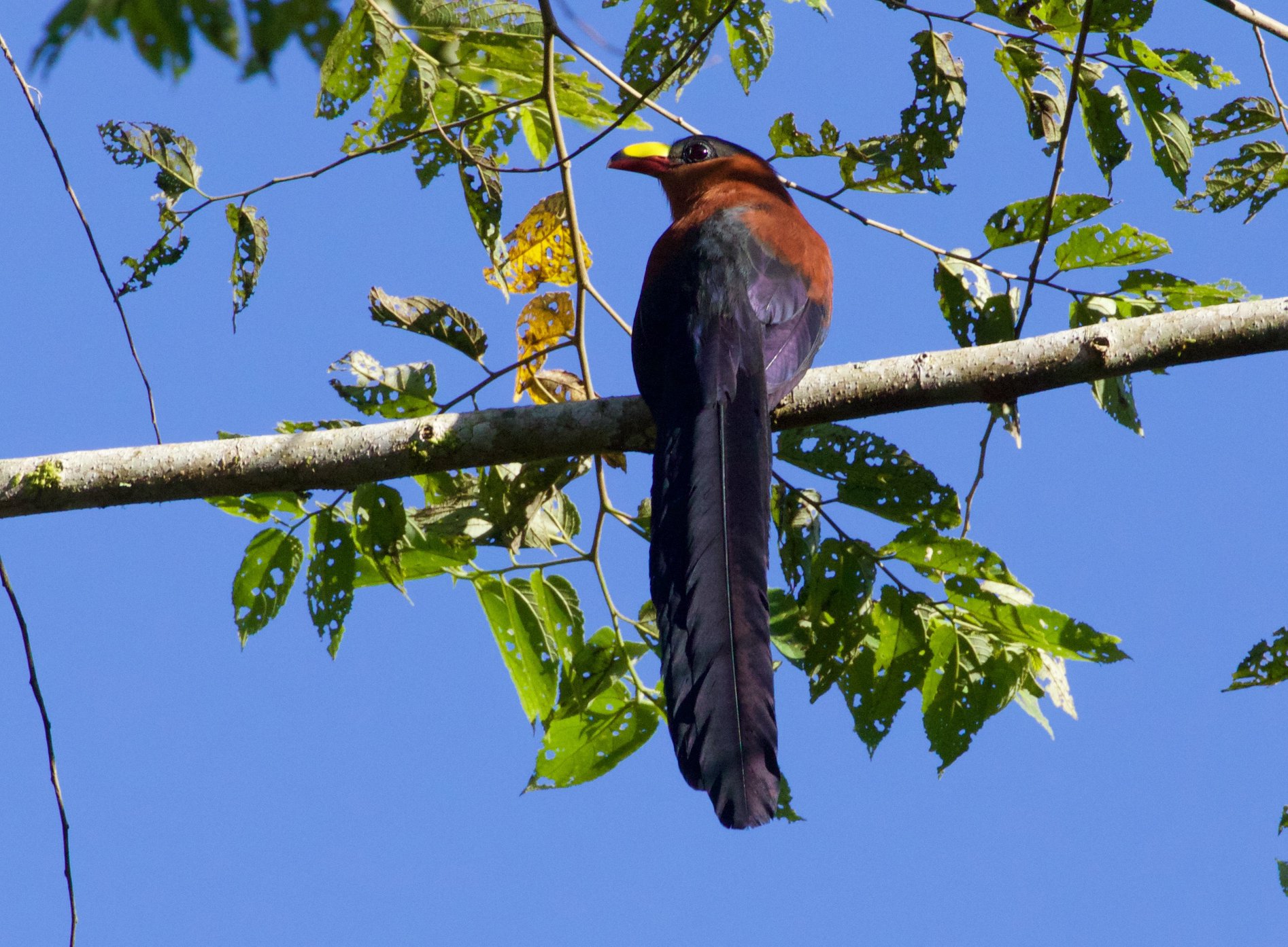 birding-sulawesi-halmahera-indonesia-s-mini-madagascar-expert-led-tour