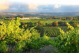 Private Wine Tour - Half Day (Ex. Barossa)