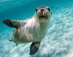 Sea Lion Interaction Tour