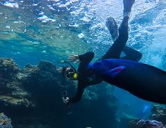 Jurien Bay Snorkel Tour 