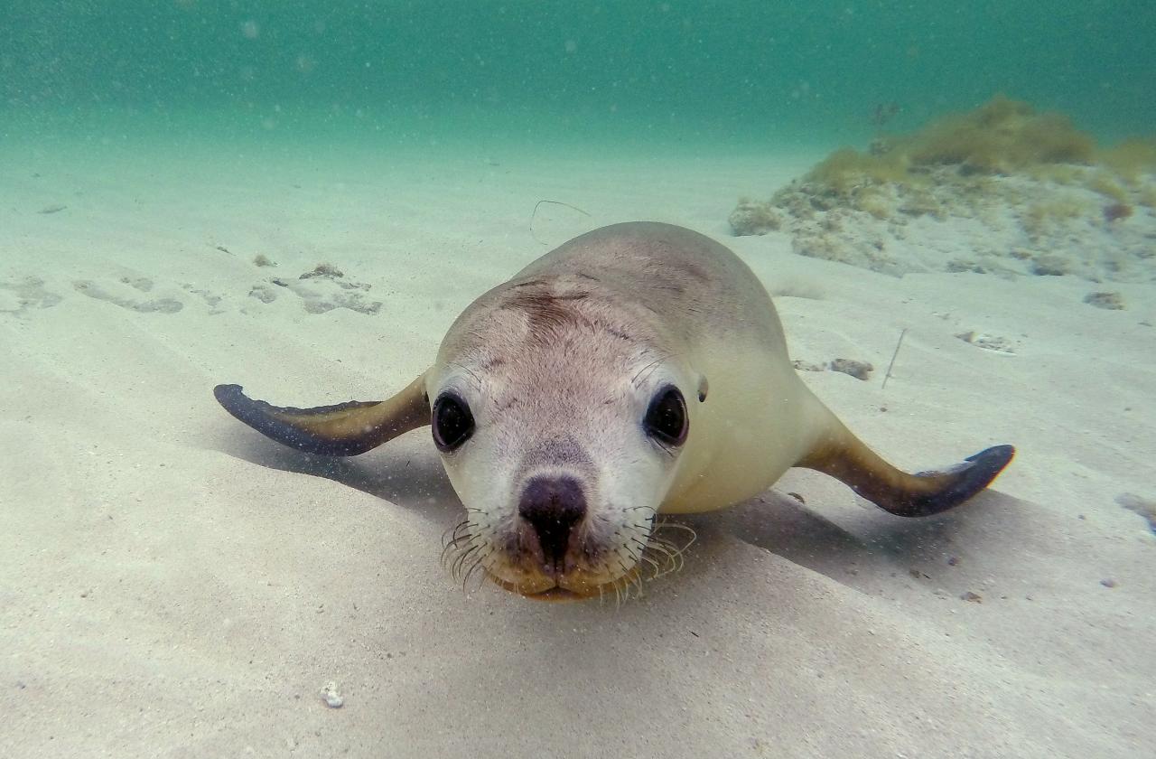 Sea Lion Tour