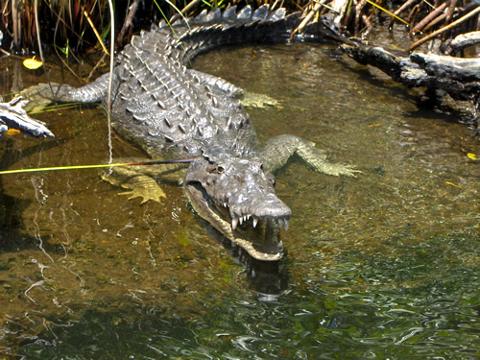 233cad93750640279dfab5cf175718baCrocodile