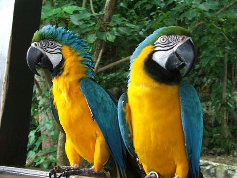 996b434eb91e434c9c24ee0f213ada6aDolphin_Cove_Parrots
