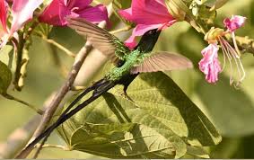 Bird_in_flights