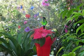Bird_on_flower