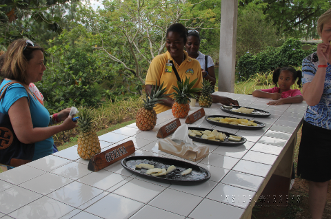 Croydon in the Mountains (from Grand Palladium, Lucea)