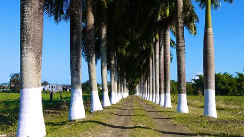 Line_of_Trees