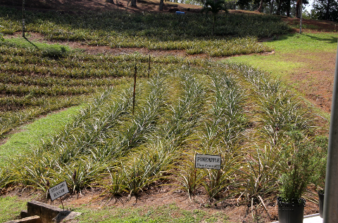 Pineapple_field_at_Croydon