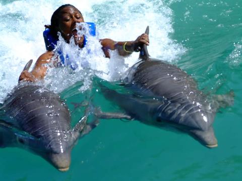 dolphin_cove__prospective_car_rentals